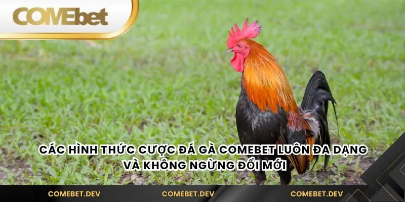 Các hình thức cược đá gà comebet luôn đa dạng và không ngừng đổi mới