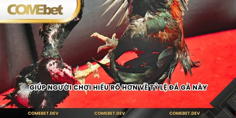 Giúp người chơi hiểu rõ hơn về tỷ lệ đá gà này