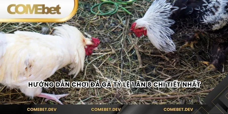 Hướng dẫn chơi đá gà tỷ lệ 1 ăn 8 chi tiết nhất