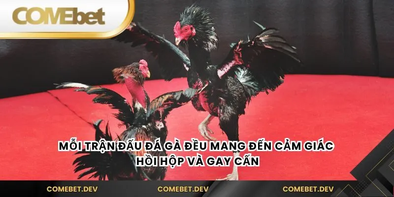 Mỗi trận đấu đá gà đều mang đến cảm giác hồi hộp và gay cấn