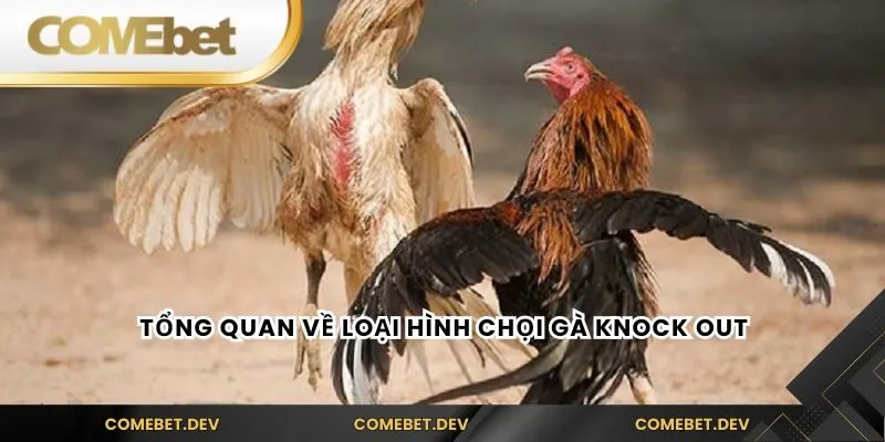 Tổng quan về loại hình chọi gà knock out